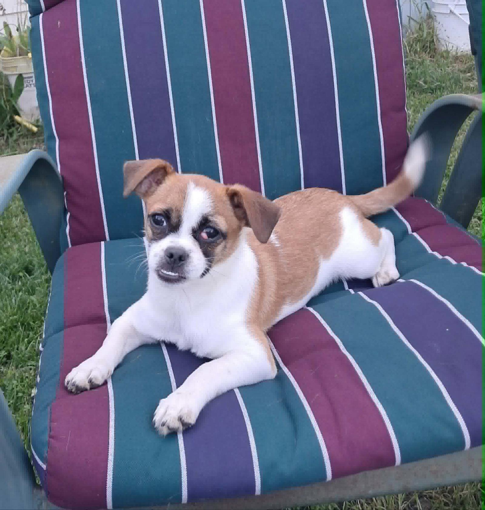 Enlarge Marigold, a Adoptable mixed breed in Mukwonago, WI image 2/3