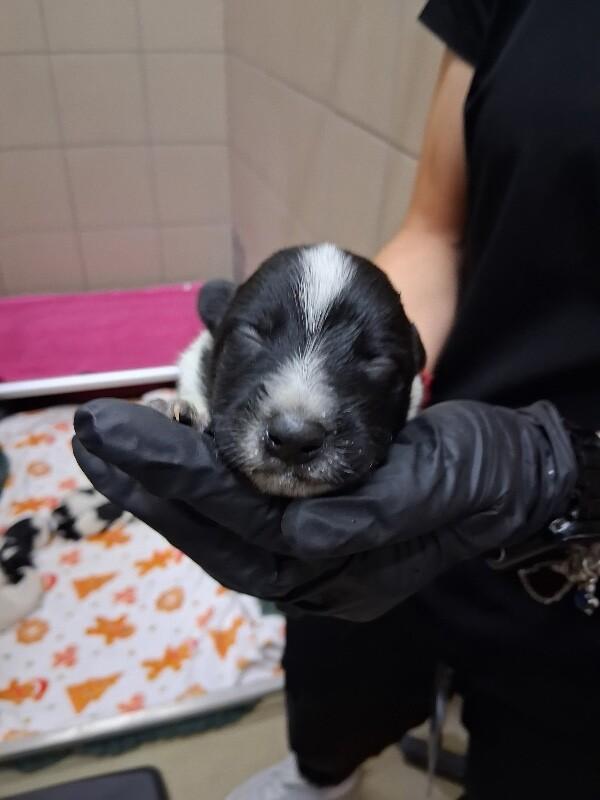 Sassy, Adoptable, Puppy Female Mixed Breed.