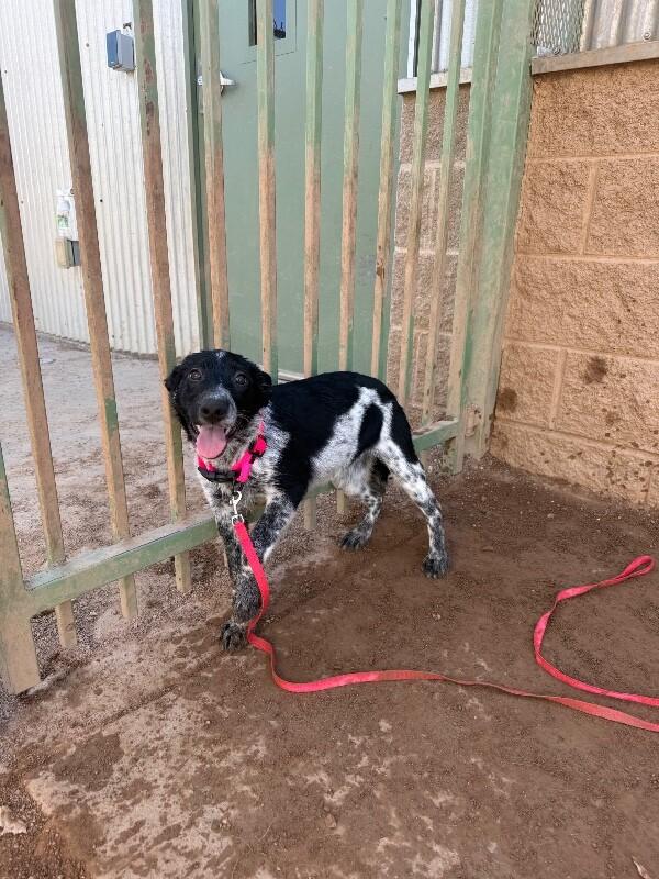 Sassy, Adoptable, Young Female Mixed Breed.