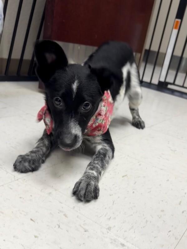 Enlarge Sassy, a Adoptable Mixed Breed in Hobbs, NM image 2/5