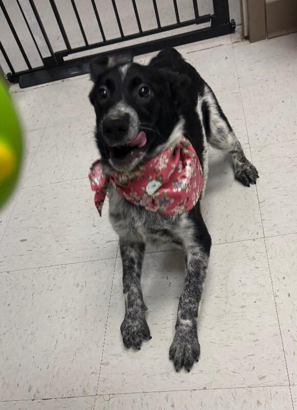 Enlarge Sassy, a Adoptable Mixed Breed in Hobbs, NM image 3/5