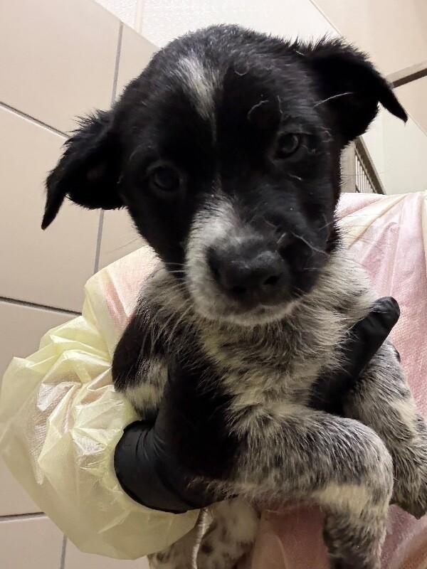 Enlarge Sassy, a Adoptable Mixed Breed in Hobbs, NM image 5/5