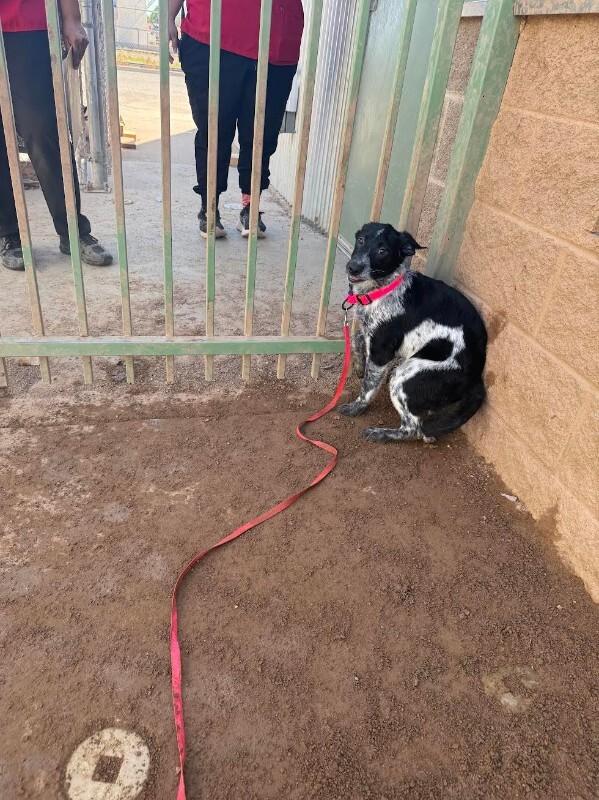 Enlarge Sassy, a Adoptable Mixed Breed in Hobbs, NM image 5/5