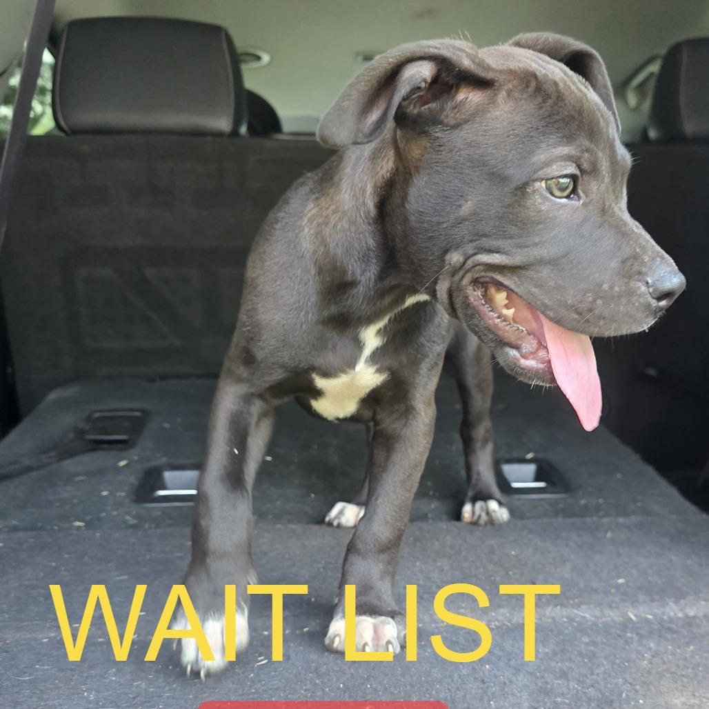 Enlarge Creeper, a Adoptable mixed breed in Livingston, TX image 1/1