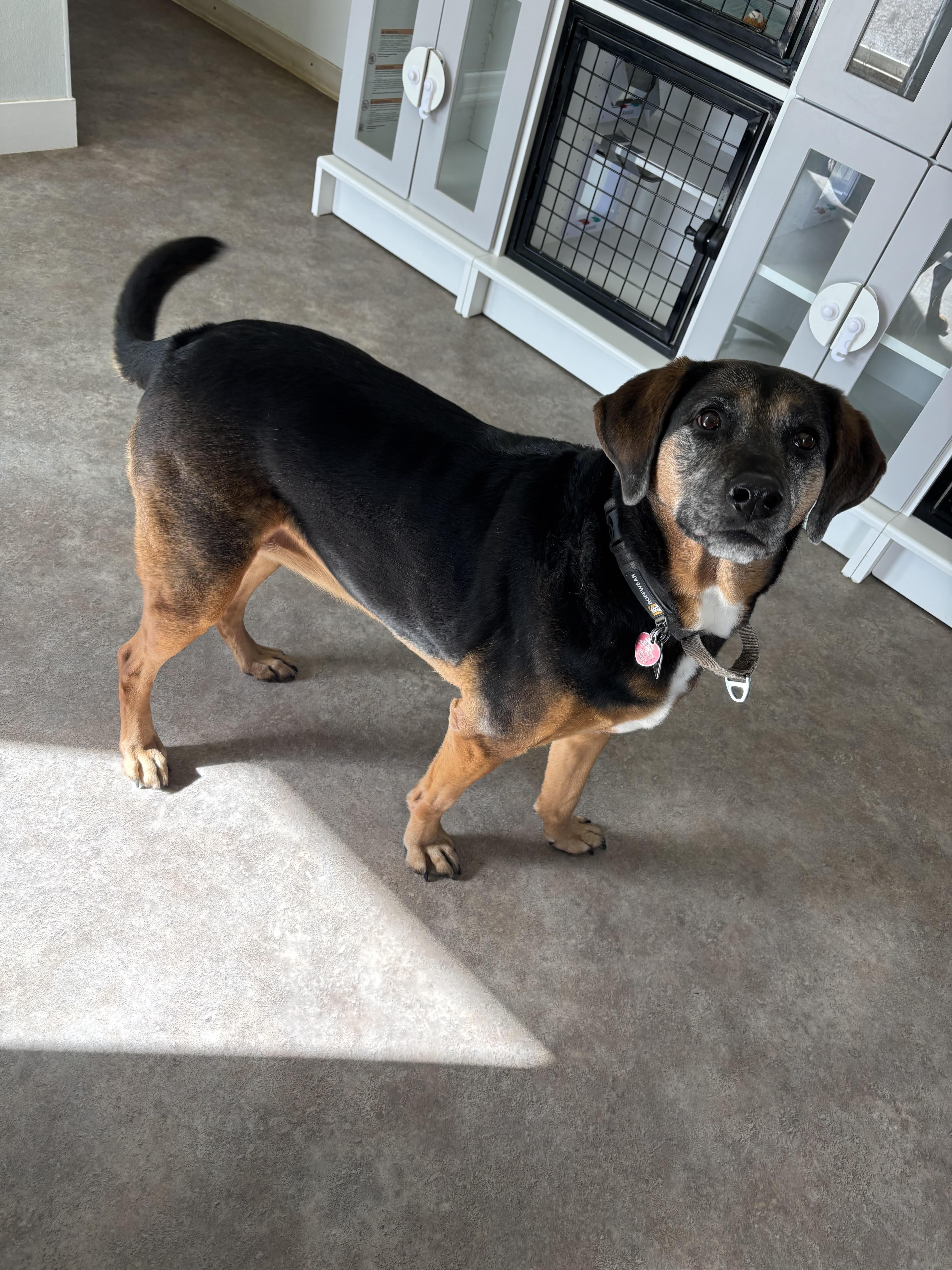 Maple, a ADOPTABLE Mixed Breed in Rock Springs, WY image 2/2