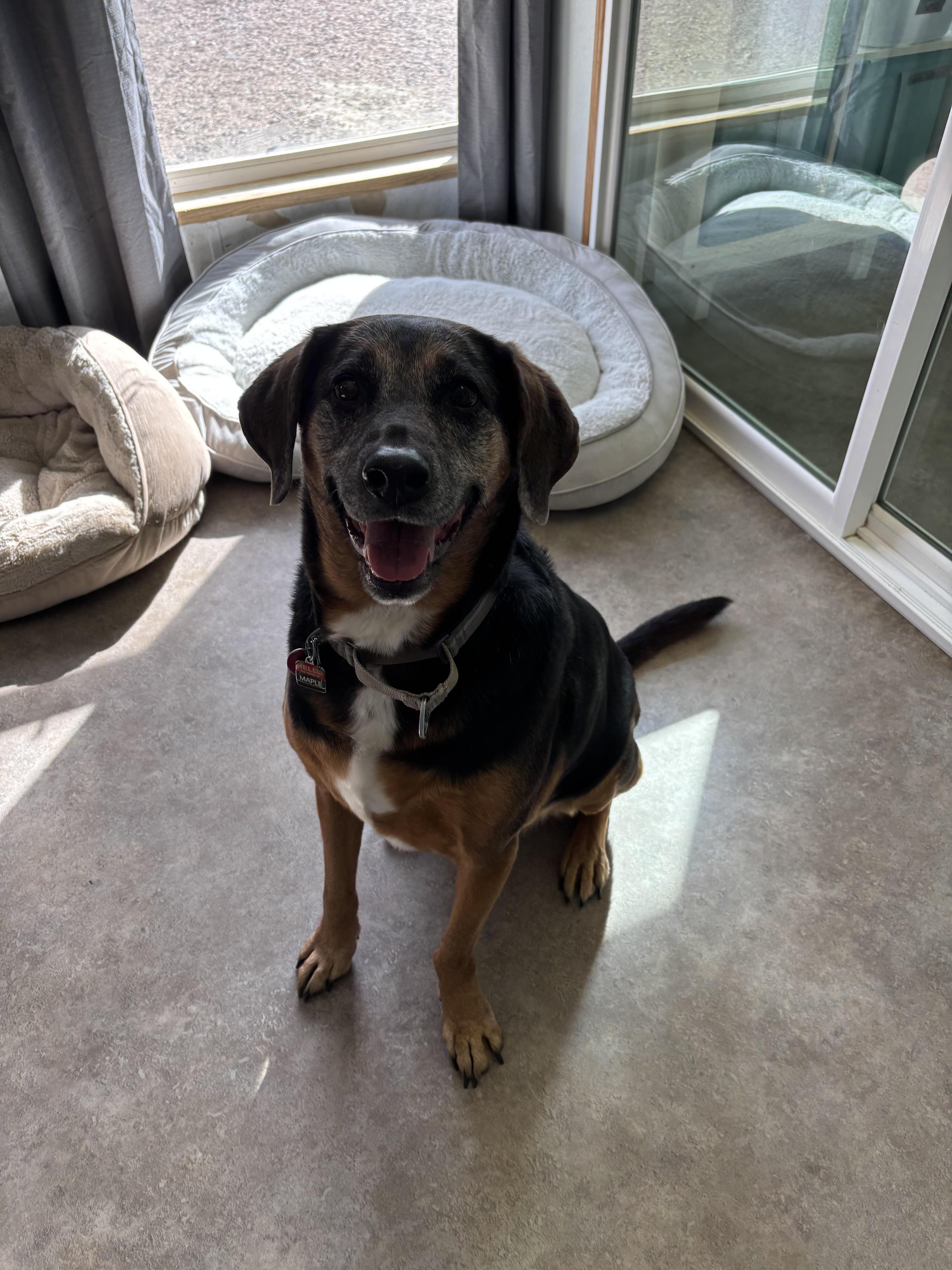 Maple, ADOPTABLE, Senior Female Mixed Breed.