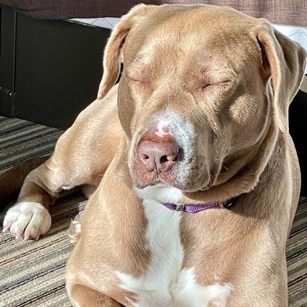 Stanley is the man — thumbnail 4