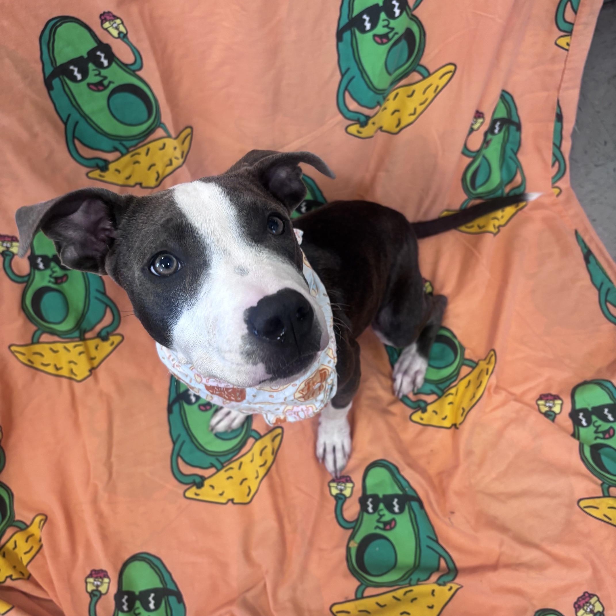 Enlarge Cleetus, a ADOPTABLE Mixed Breed in Marion, NC image 3/4