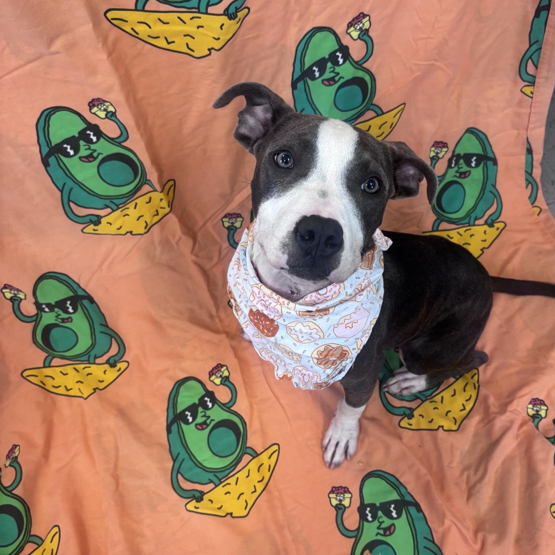 Enlarge Cleetus, a ADOPTABLE Mixed Breed in Marion, NC image 1/4