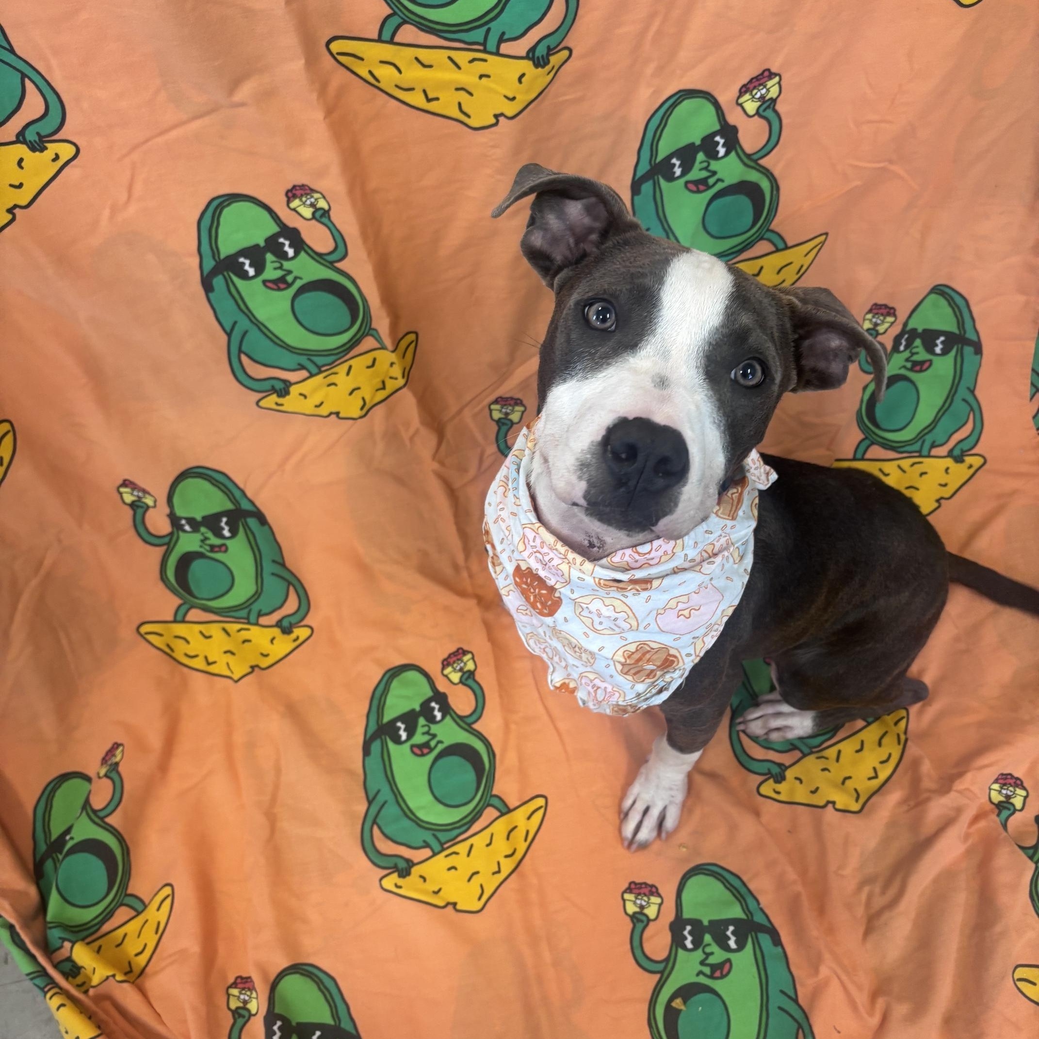Enlarge Cleetus, a ADOPTABLE Mixed Breed in Marion, NC image 2/4