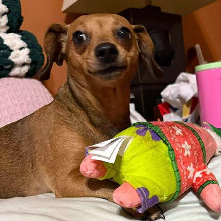 ANGEL - ADOPTION PENDING!, a Adoptable mixed breed in Mays Landing, NJ image 1/3