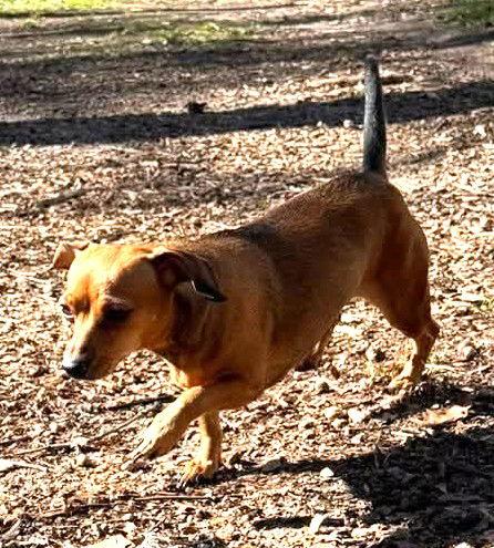 ANGEL - ADOPTION PENDING!, a Adoptable mixed breed in Mays Landing, NJ image 2/3