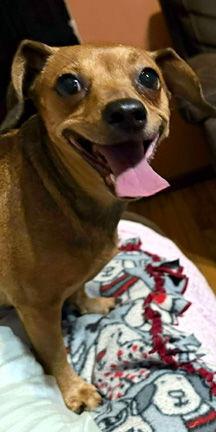 ANGEL - ADOPTION PENDING!, a Adoptable mixed breed in Mays Landing, NJ image 3/3