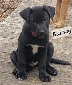 Barney, ADOPTABLE, Young Male Black Labrador Retriever.