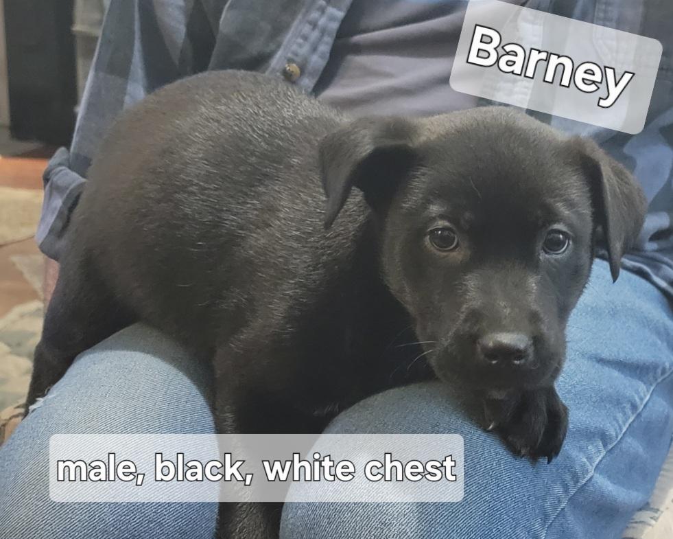 Barney, ADOPTABLE, Young Male Black Labrador Retriever.