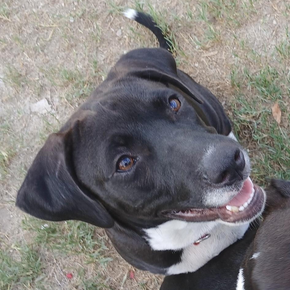 Enlarge Snoops, a Adoptable mixed breed in Linthicum Heights, MD image 4/6