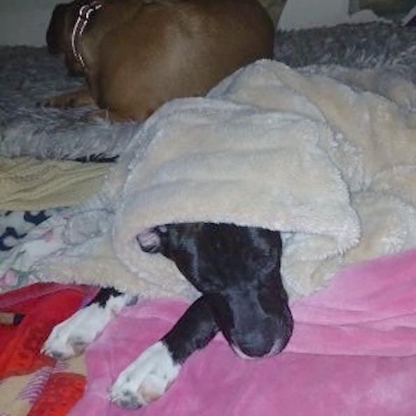 Enlarge Snoops, a Adoptable mixed breed in Linthicum Heights, MD image 6/6