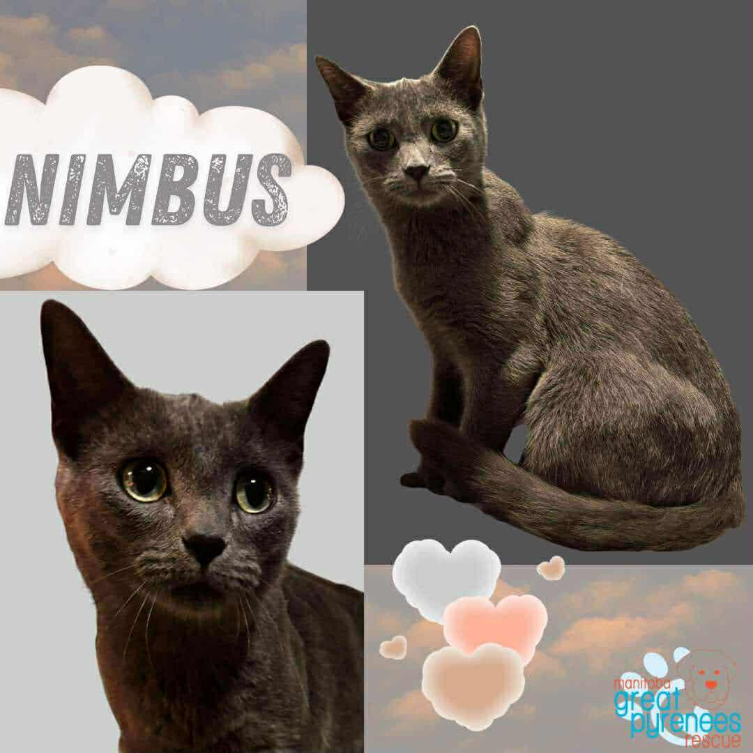 Nimbus, Adoptable, Young Female Domestic Short Hair.