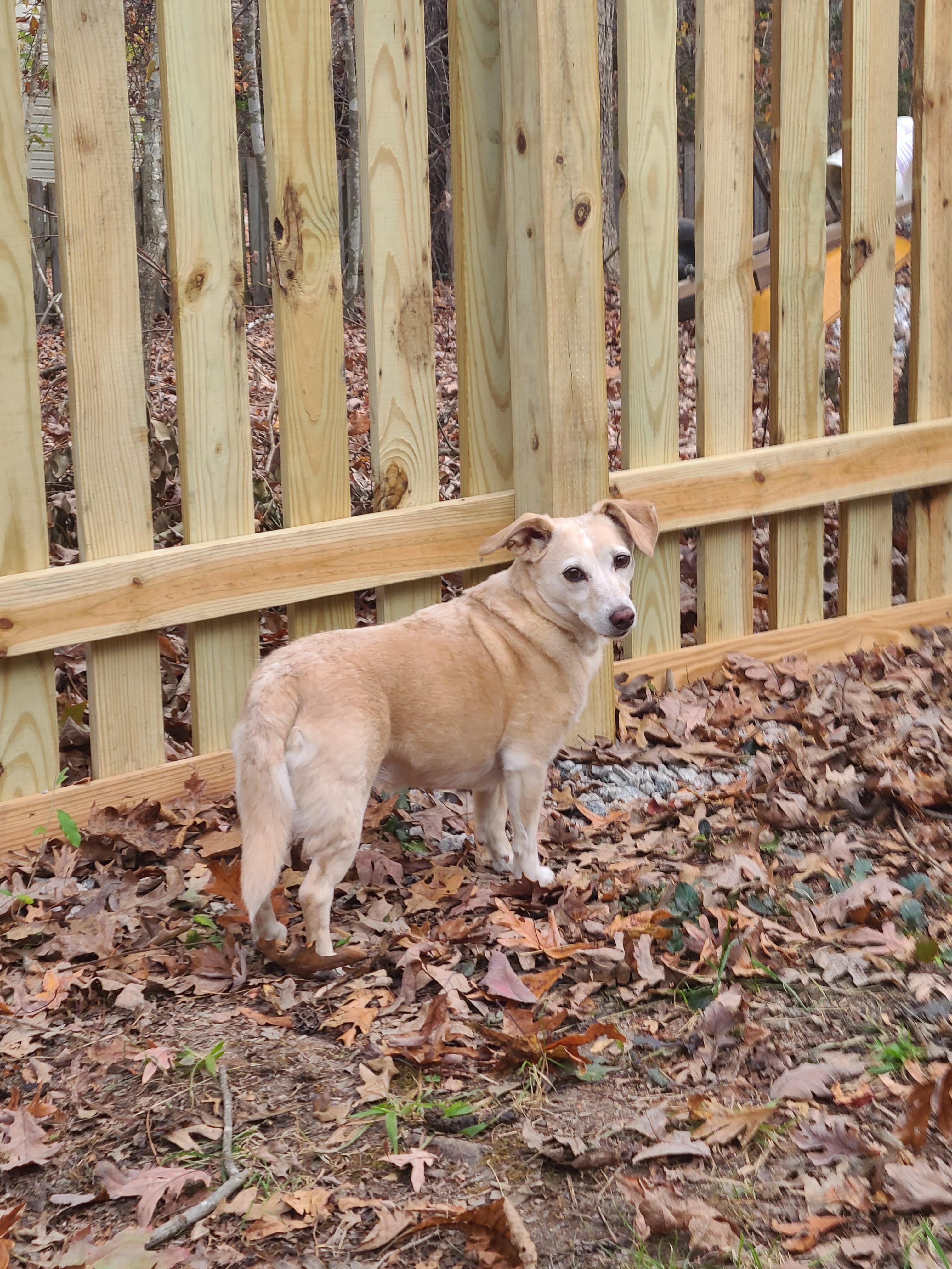 Enlarge Twinkie, an adopted mixed breed in Richmond, VA image 2/5