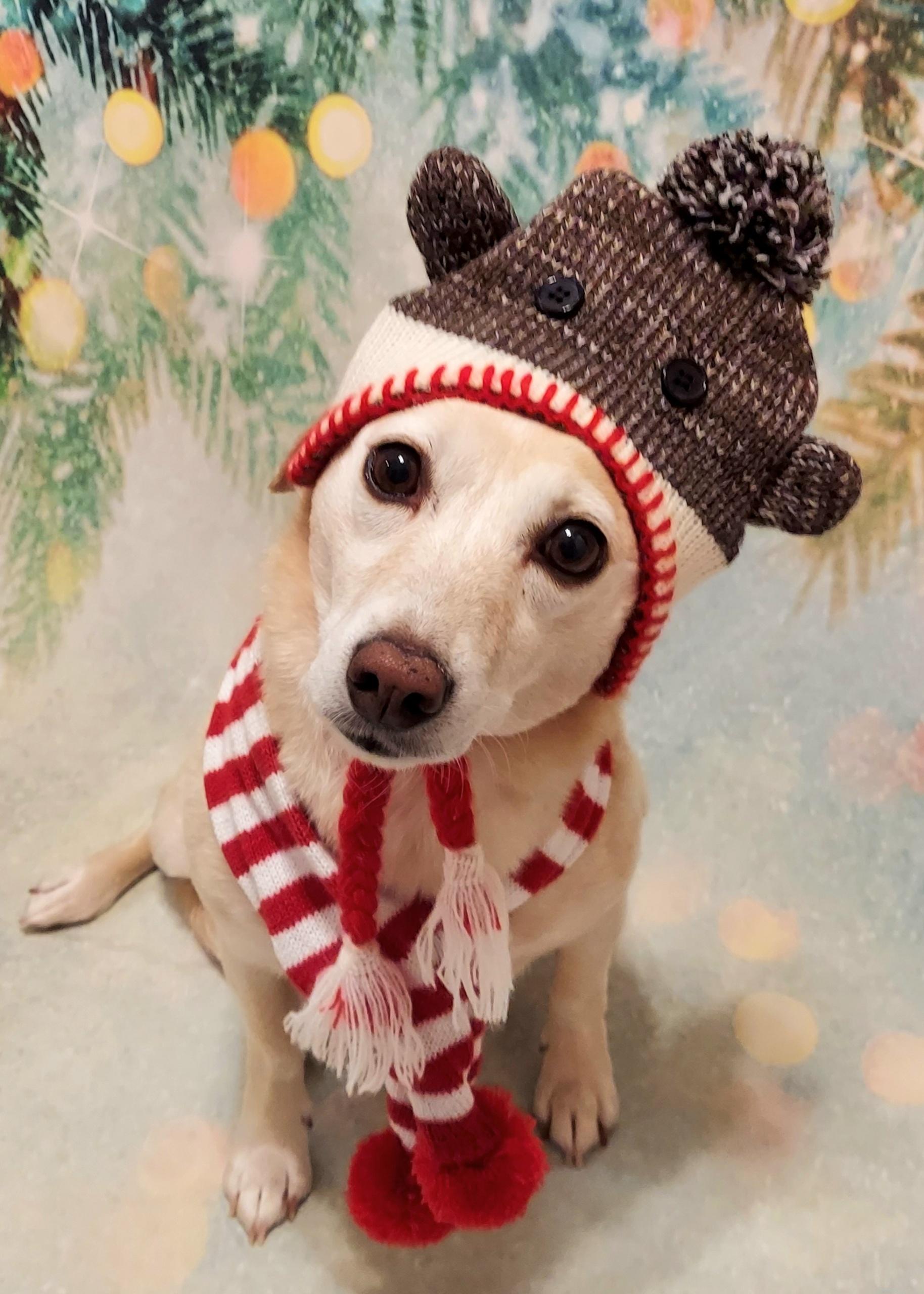 Twinkie, adopted, Adult Female Dachshund.