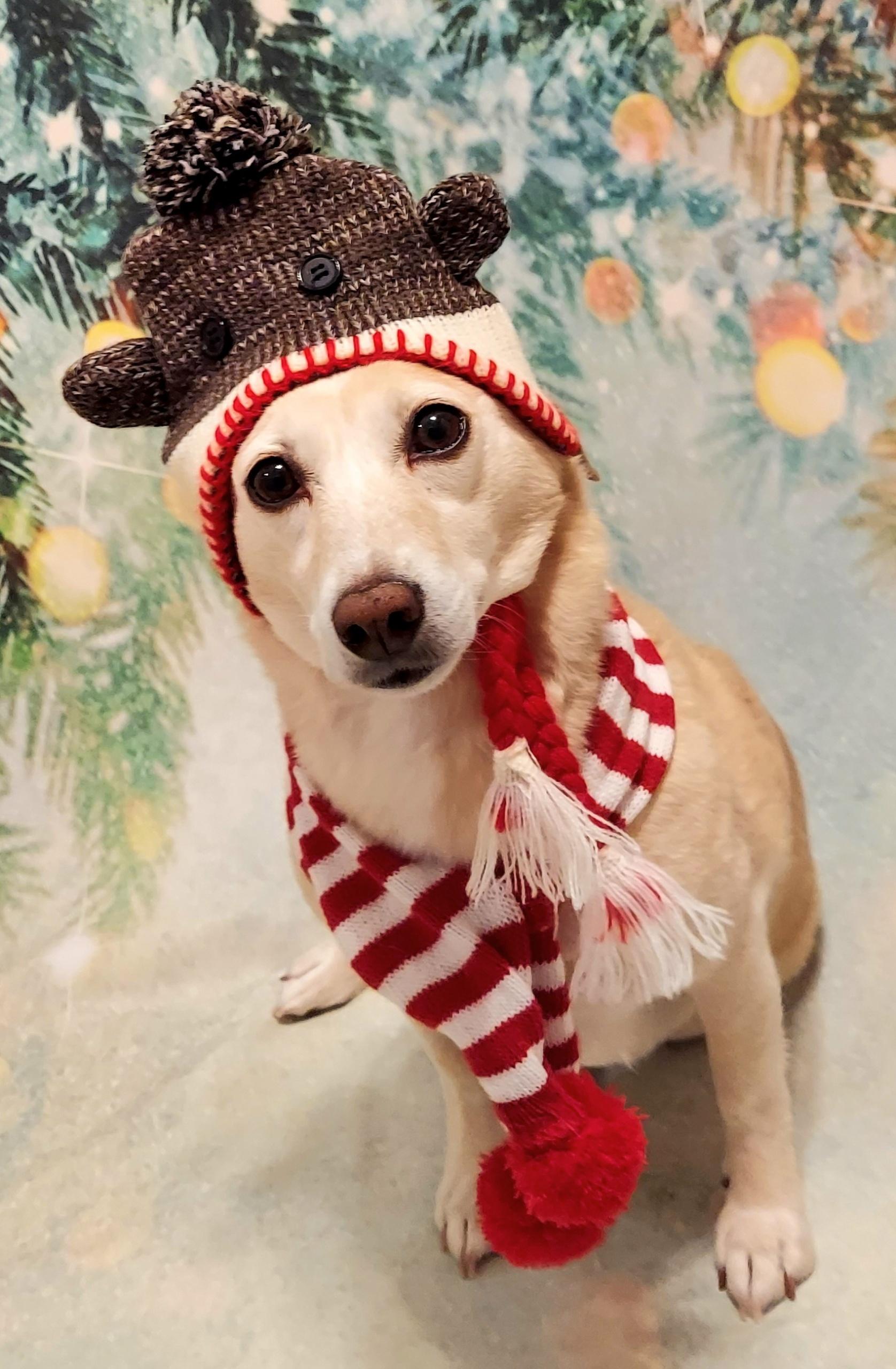 Enlarge Twinkie, an adopted mixed breed in Richmond, VA image 5/5