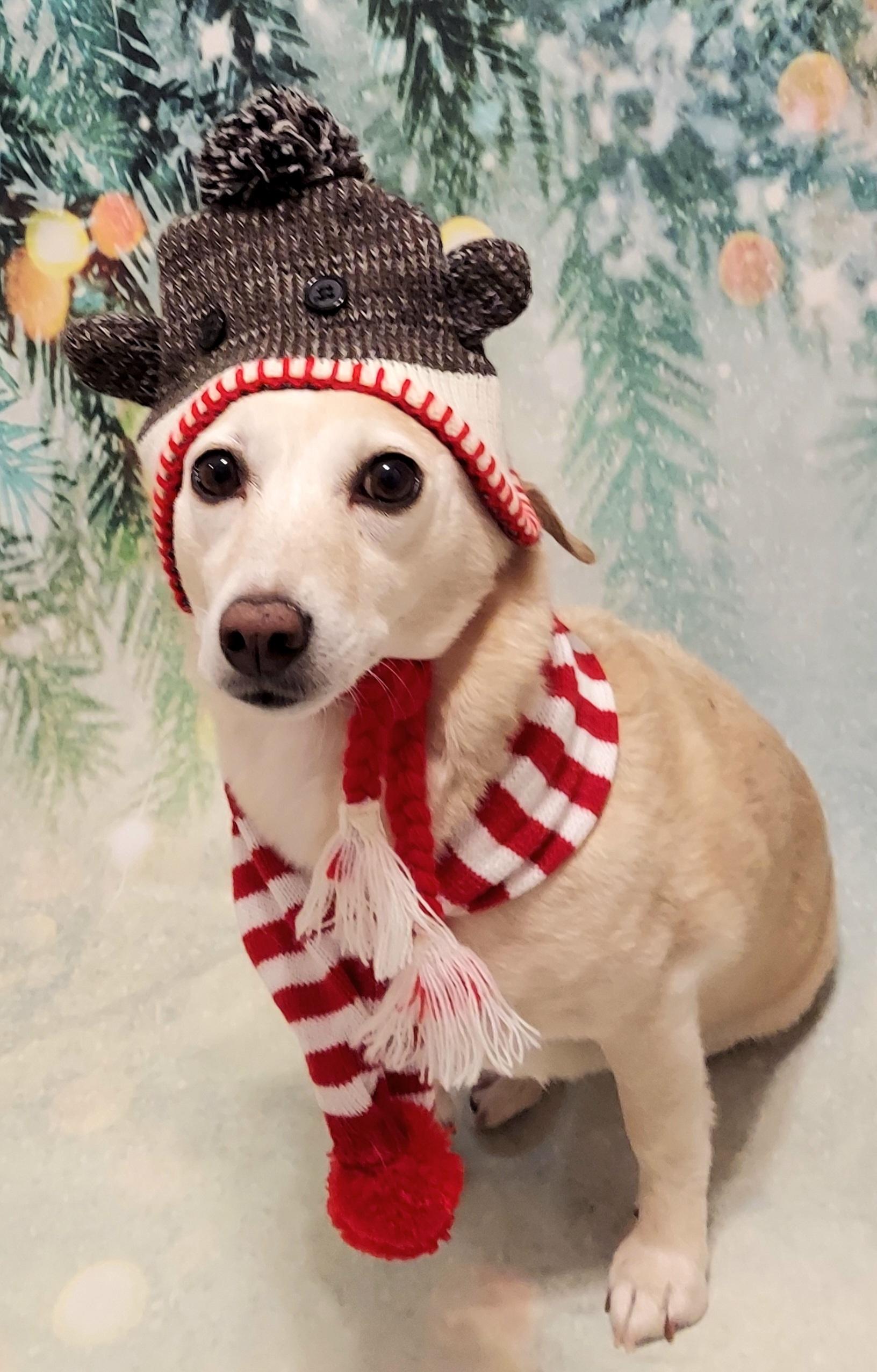 Enlarge Twinkie, an adopted mixed breed in Richmond, VA image 3/5