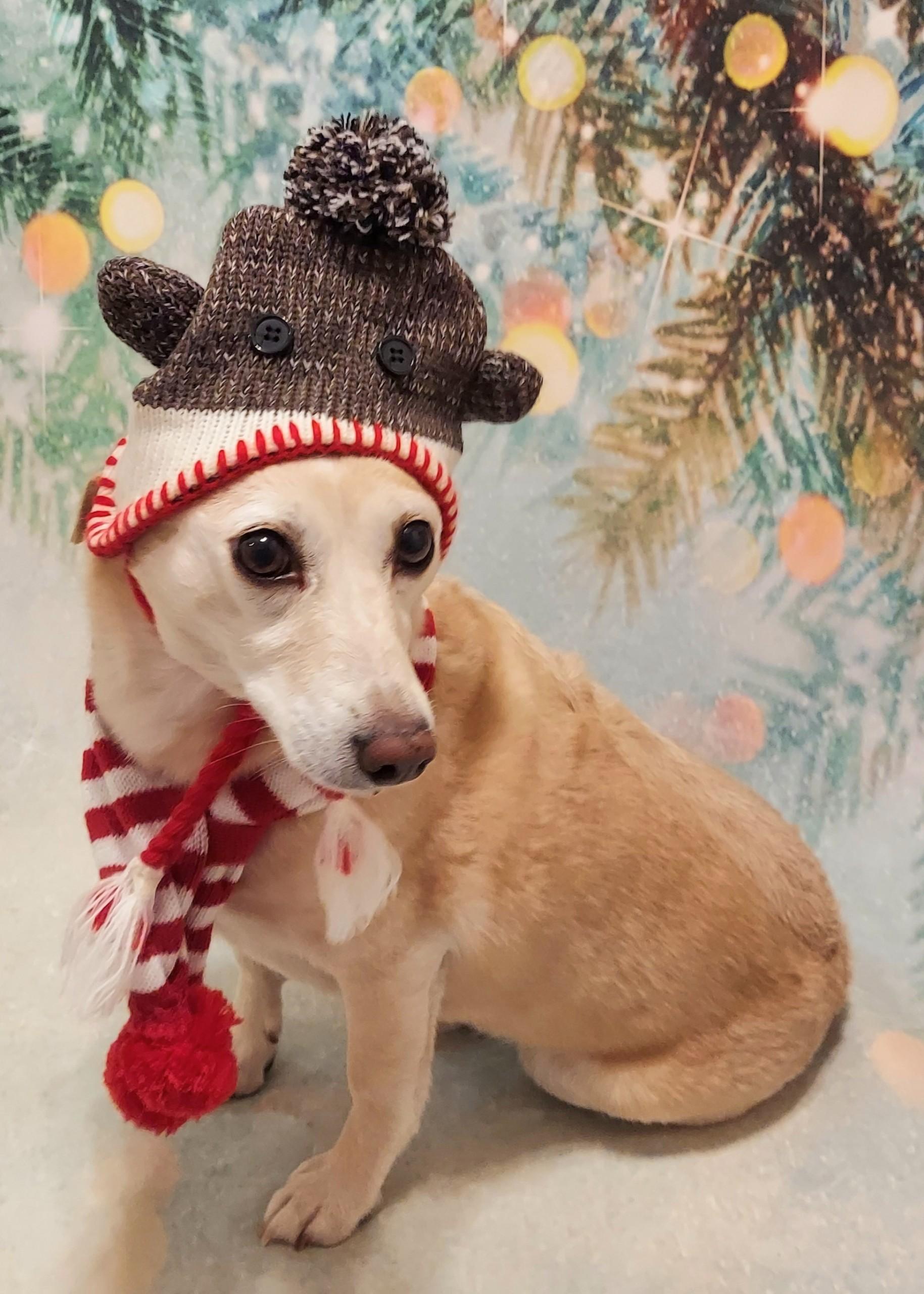 Enlarge Twinkie, an adopted mixed breed in Richmond, VA image 4/5