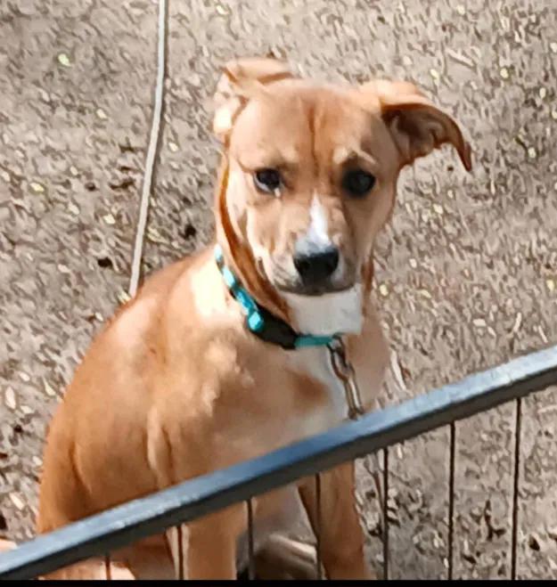 Maggie Mae, a Adoptable mixed breed in Peoria, IL image 1/2