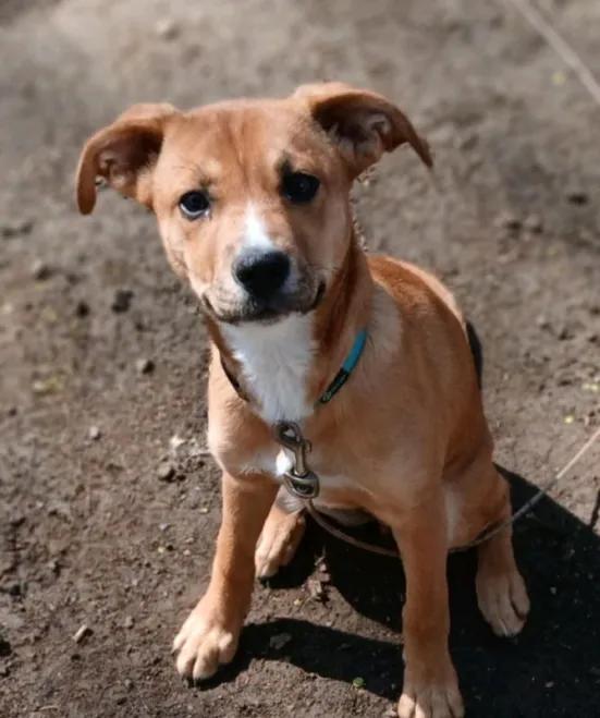 Maggie Mae, Adoptable, Puppy Female Boxer.