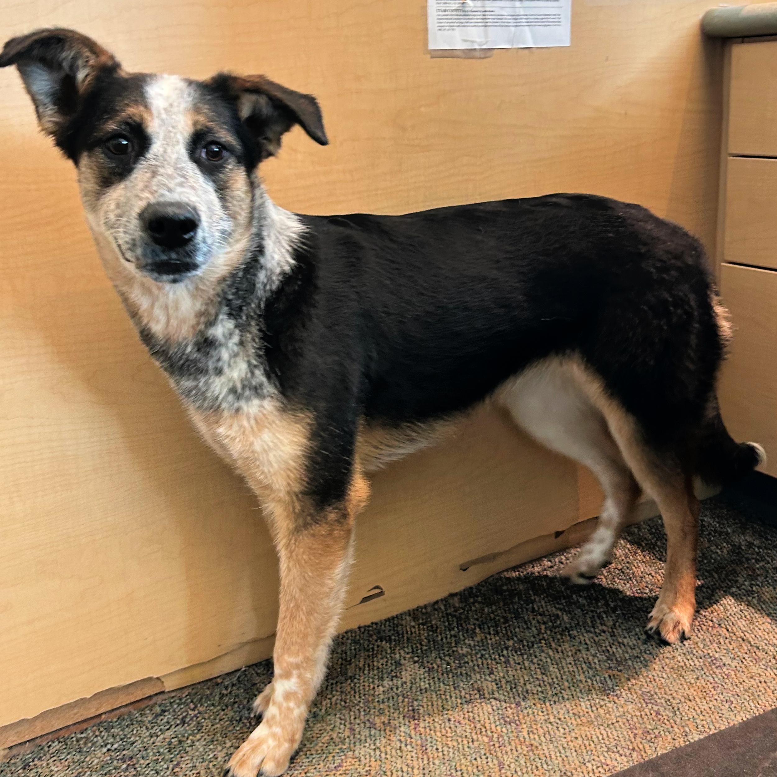 Enlarge Piper, a ADOPTABLE mixed breed in Lindon, UT image 5/6