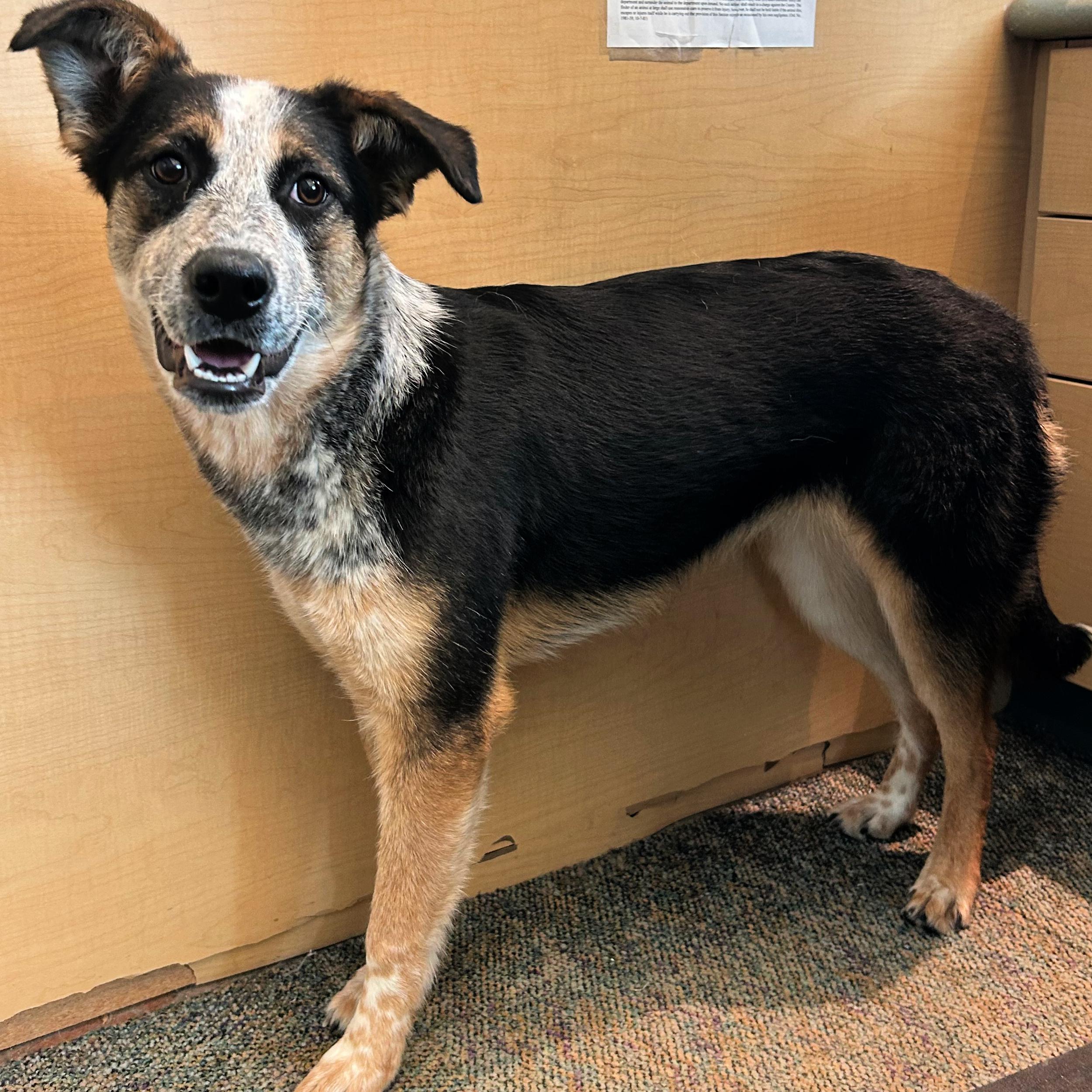 Enlarge Piper, a ADOPTABLE mixed breed in Lindon, UT image 2/6