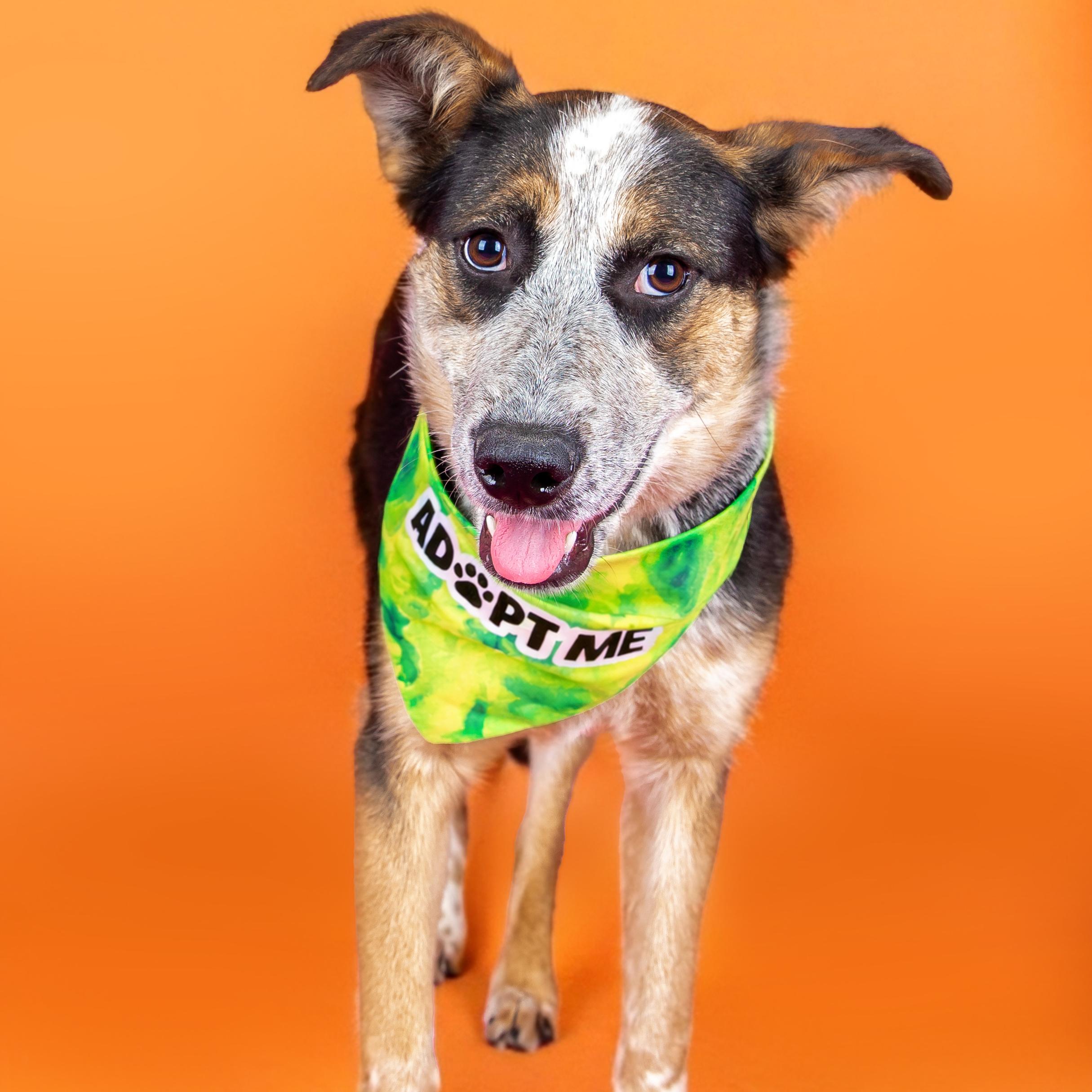 Piper, ADOPTABLE, Young Female Australian Cattle Dog / Blue Heeler.