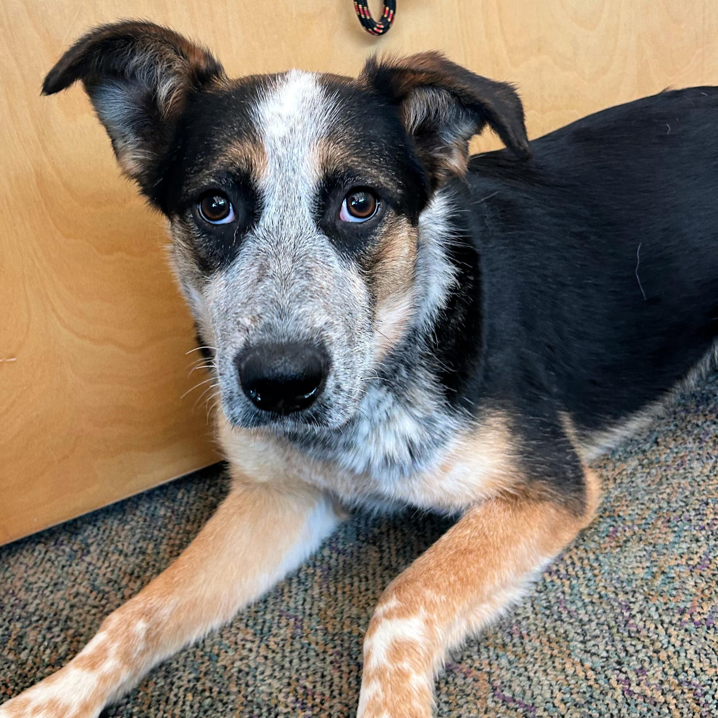 Enlarge Piper, a ADOPTABLE mixed breed in Lindon, UT image 6/6