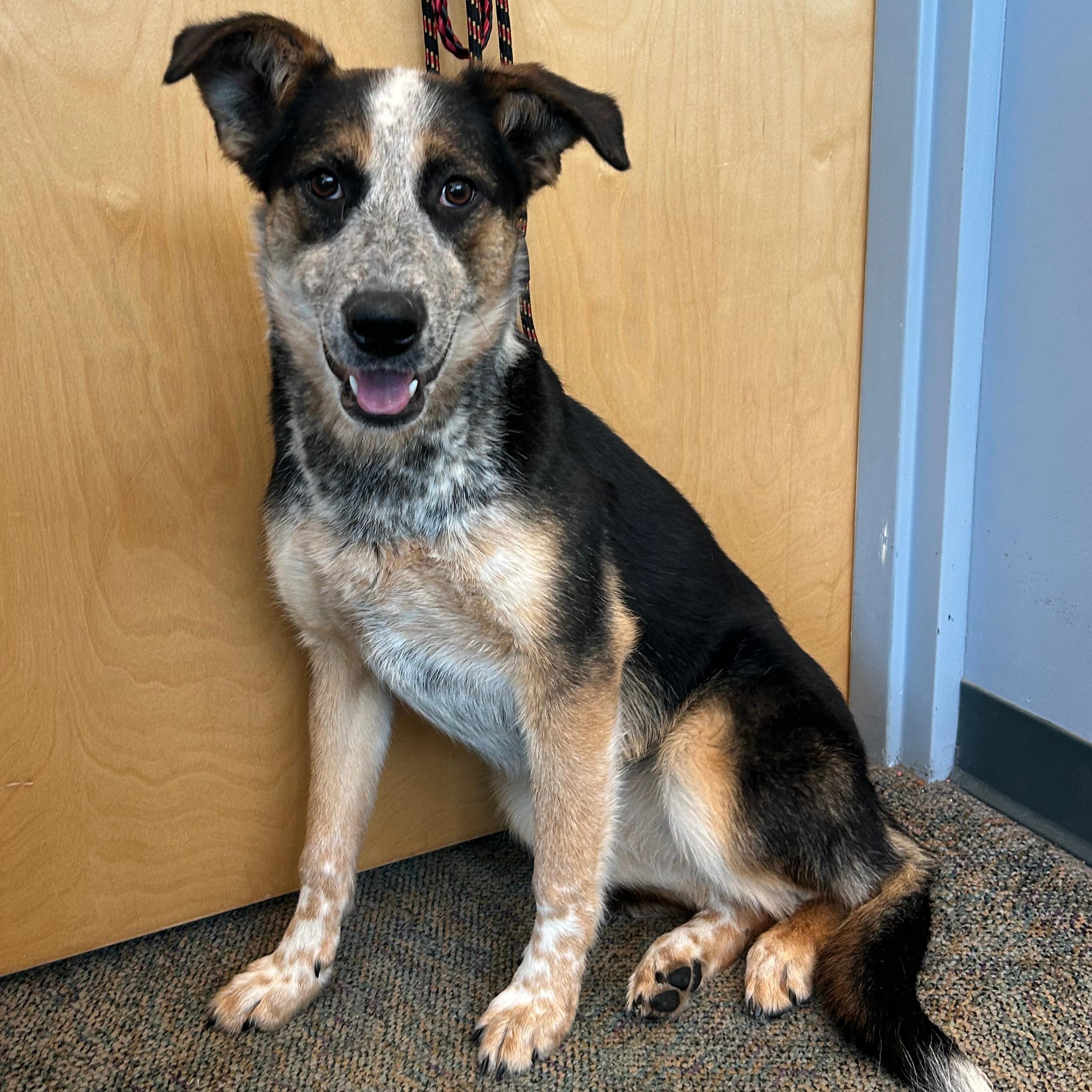 Enlarge Piper, a ADOPTABLE mixed breed in Lindon, UT image 4/6