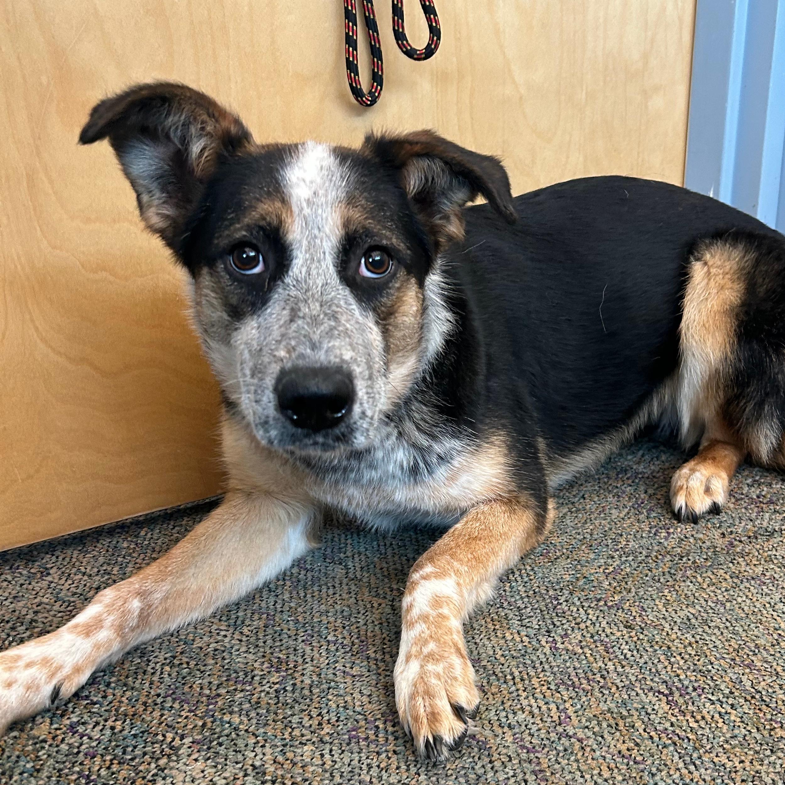 Enlarge Piper, a ADOPTABLE mixed breed in Lindon, UT image 3/6
