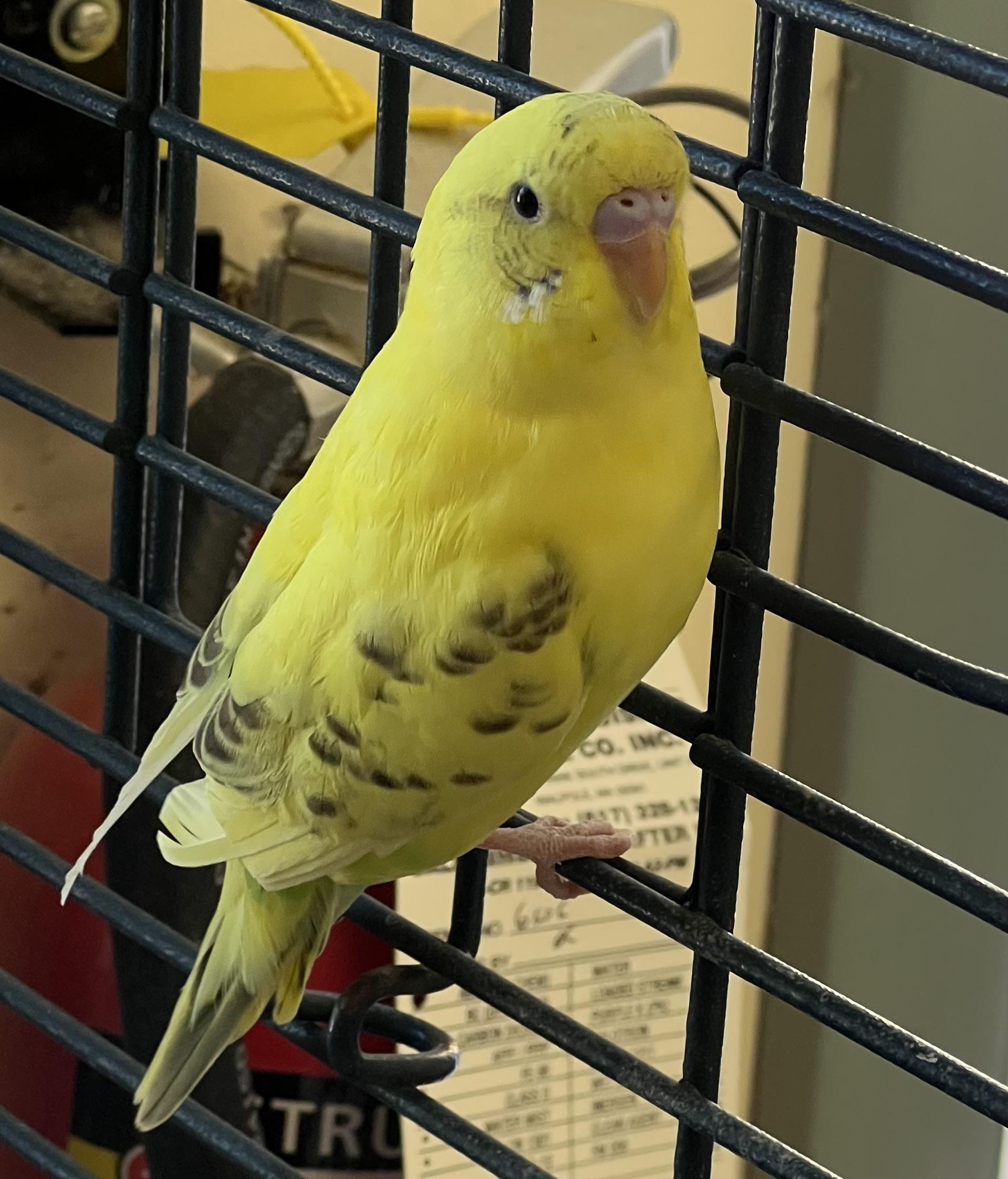 Enlarge Sunny, a ADOPTABLE Parakeet (Other) in Medfield, MA image 3/3
