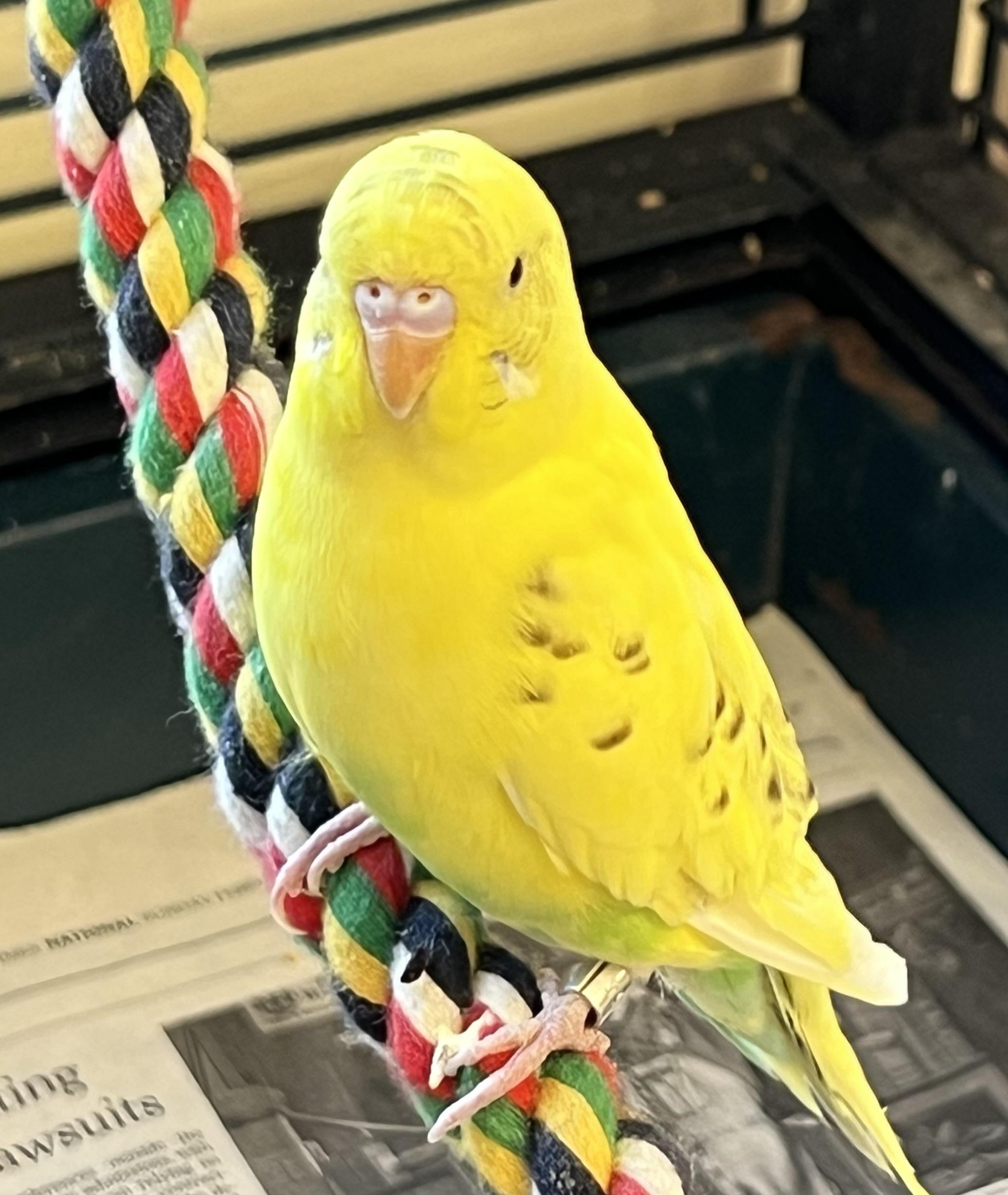 Enlarge Sunny, a ADOPTABLE Parakeet (Other) in Medfield, MA image 1/3