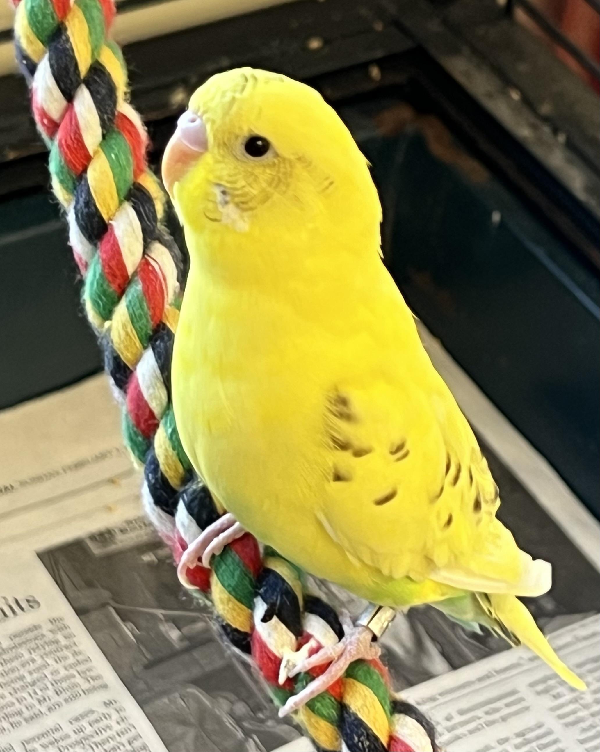 Enlarge Sunny, a ADOPTABLE Parakeet (Other) in Medfield, MA image 2/3