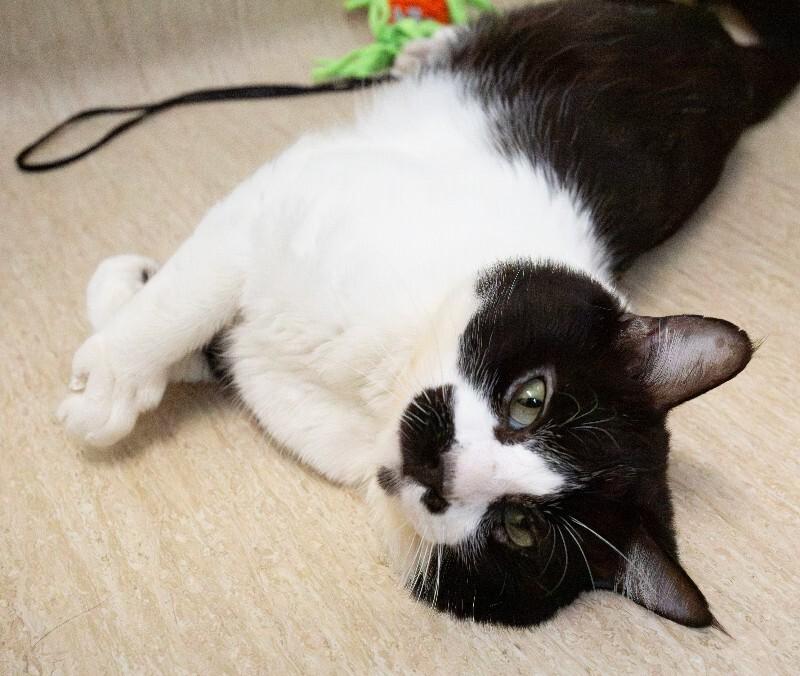 Lincoln, Adoptable, Adult Male Domestic Medium Hair.