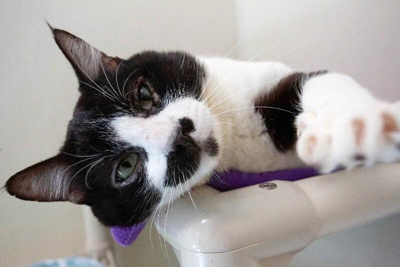 Enlarge Lincoln, a Adoptable Domestic Medium Hair in Arlington, WA image 2/6