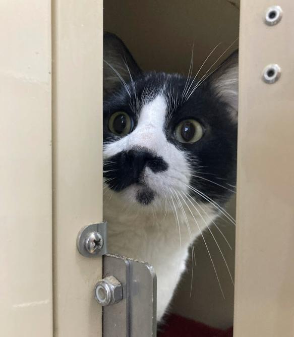 Enlarge Lincoln, a Adoptable Domestic Medium Hair in Arlington, WA image 3/6