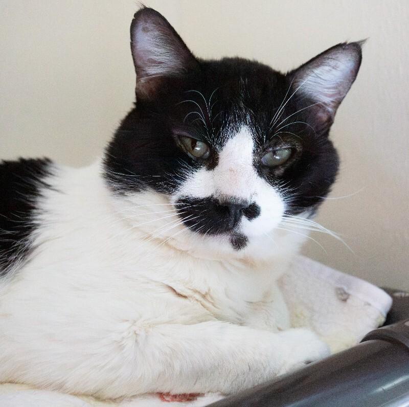 Enlarge Lincoln, a Adoptable Domestic Medium Hair in Arlington, WA image 4/6