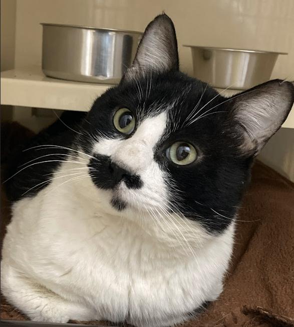 Enlarge Lincoln, a Adoptable Domestic Medium Hair in Arlington, WA image 5/6