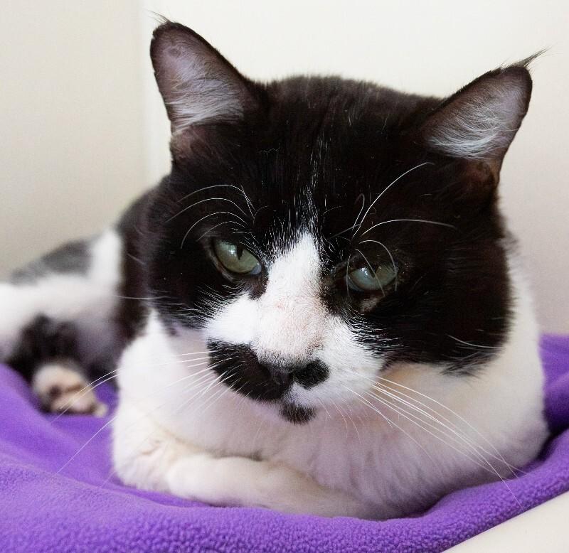 Enlarge Lincoln, a Adoptable Domestic Medium Hair in Arlington, WA image 6/6