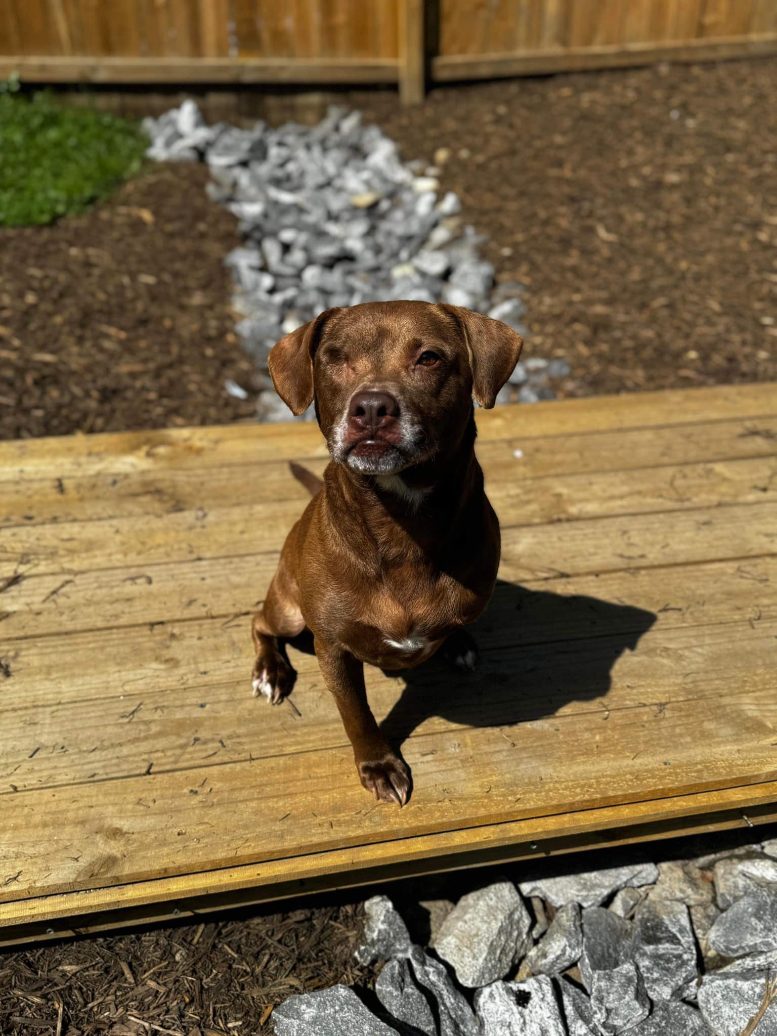 Enlarge Charlie, a Adoptable Terrier in Westerville, OH image 3/6