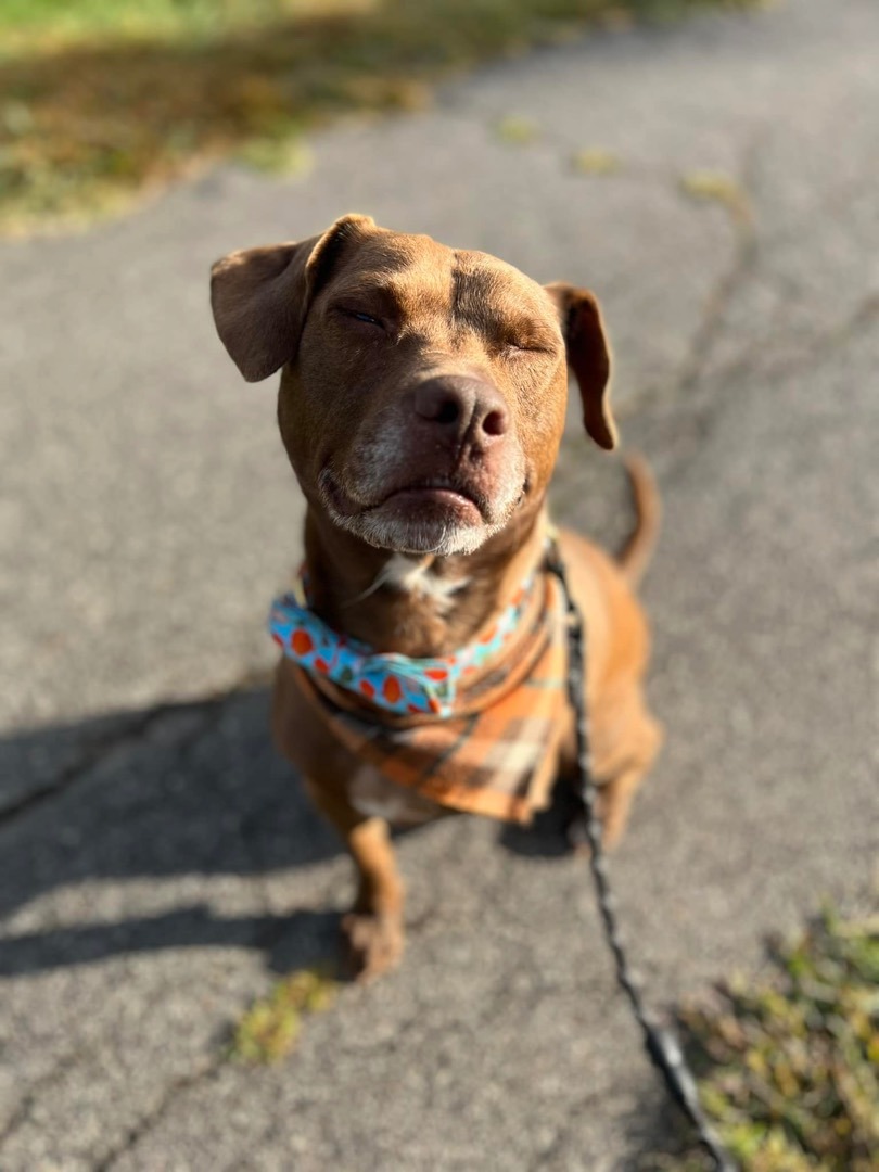 Enlarge Charlie, a Adoptable Terrier in Westerville, OH image 5/6