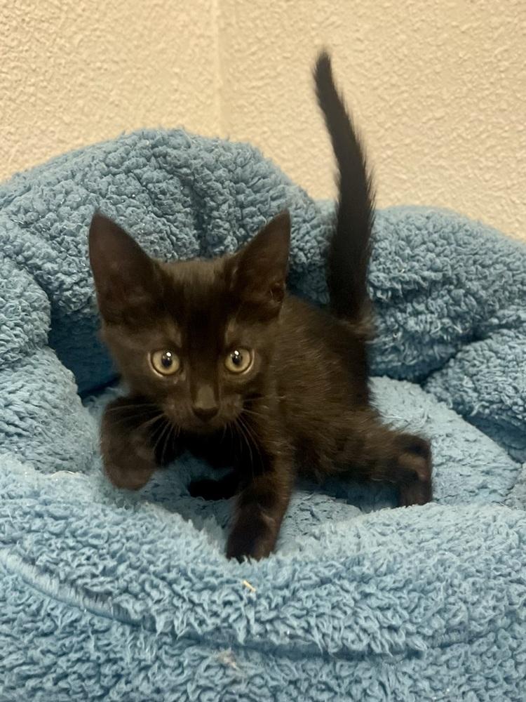 Enlarge Stefan, a Adoptable mixed breed in Jamestown, CA image 2/4