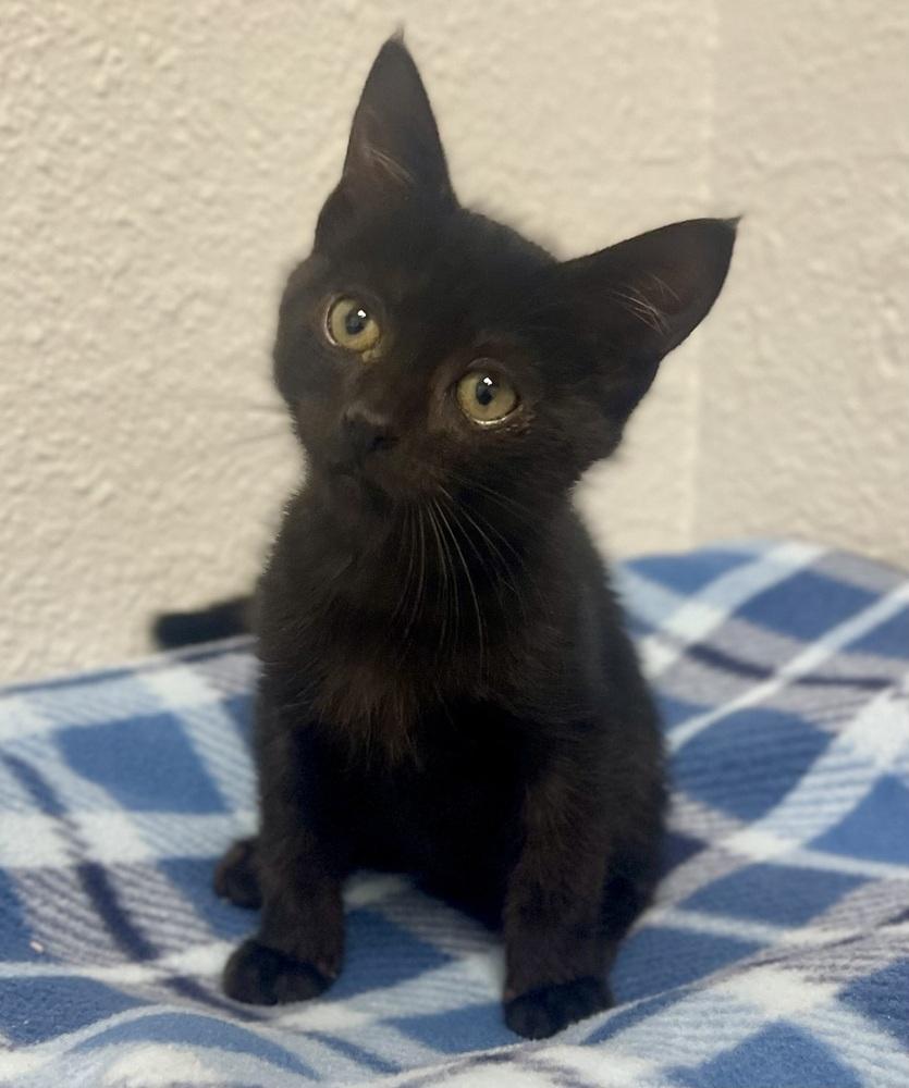Stefan, Adoptable, Kitten Male Domestic Short Hair.