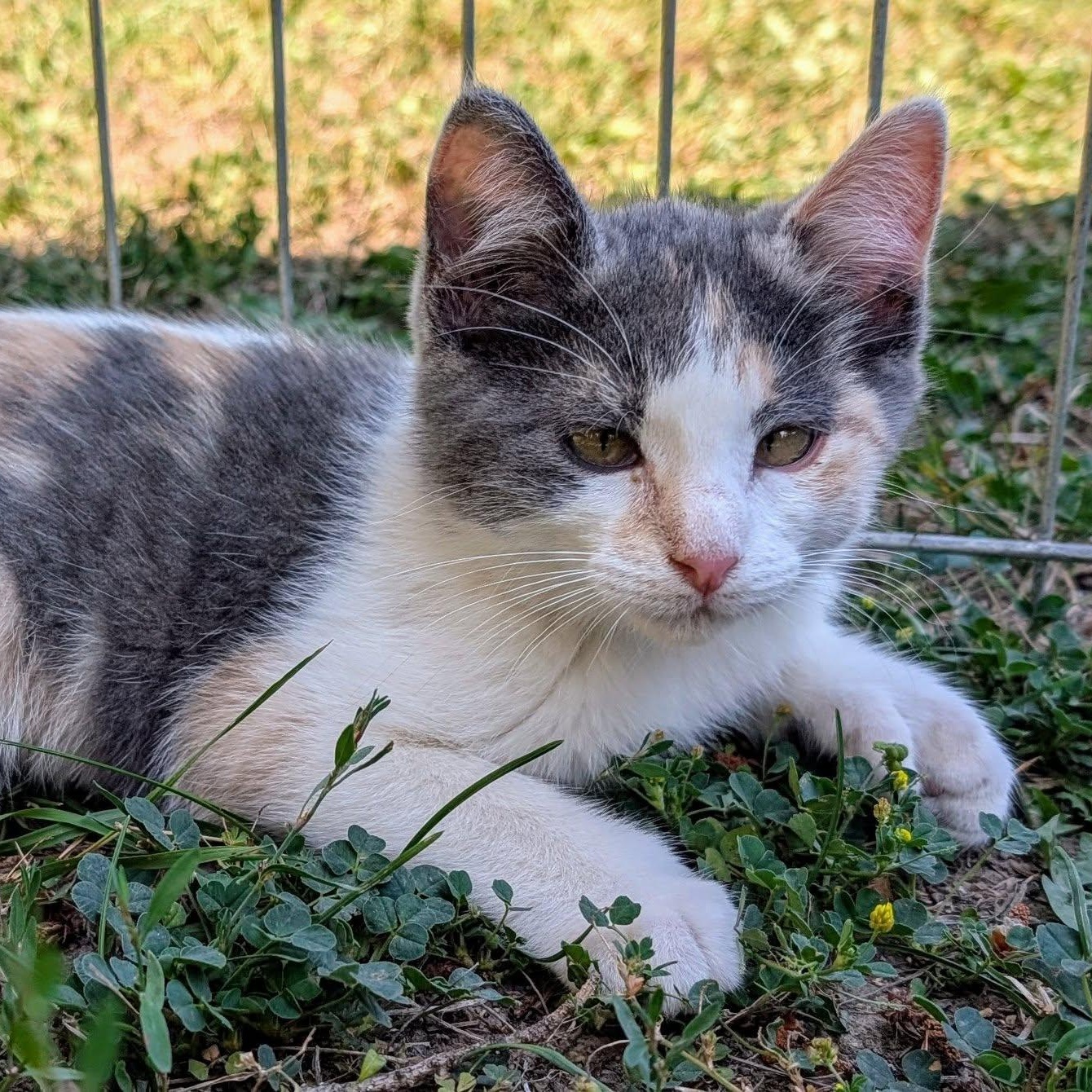 Polly, an adoptable Manx, Dilute Calico in Libby, MT, 59923 | Photo Image 1