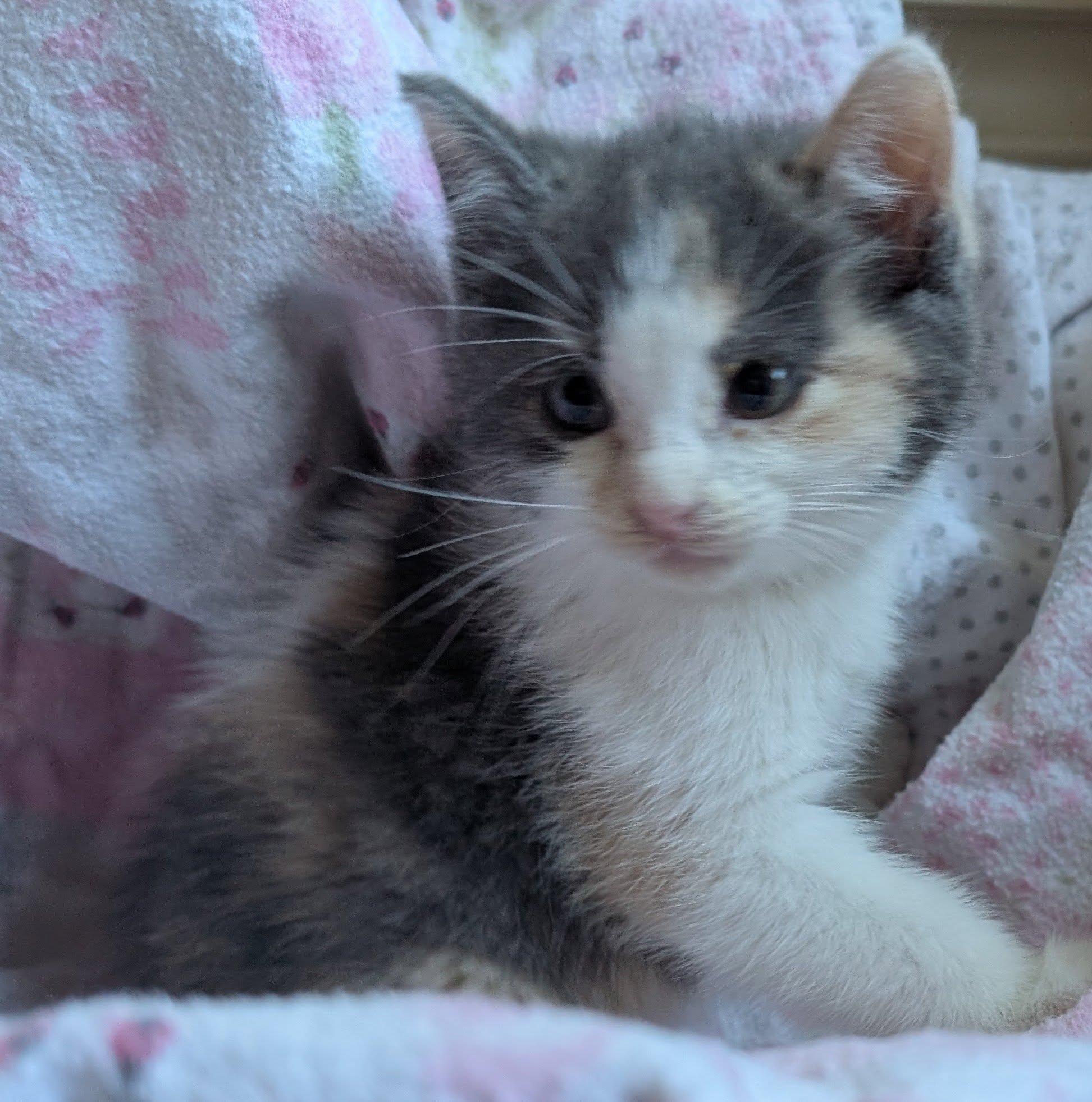 Polly, an adoptable Calico, Manx in Libby, MT, 59923 | Photo Image 1